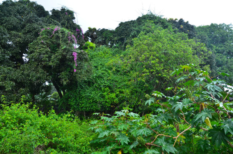 Agricultural Zone - Avocado and Fruit Trees