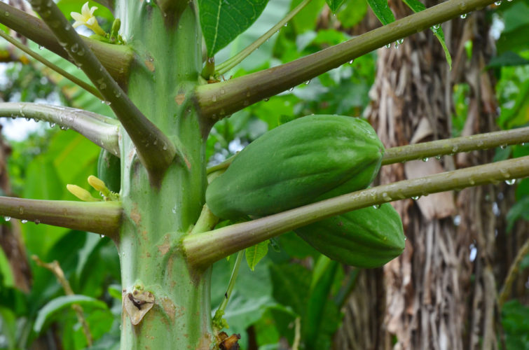 Locally Grown Papaya in the Galapagos