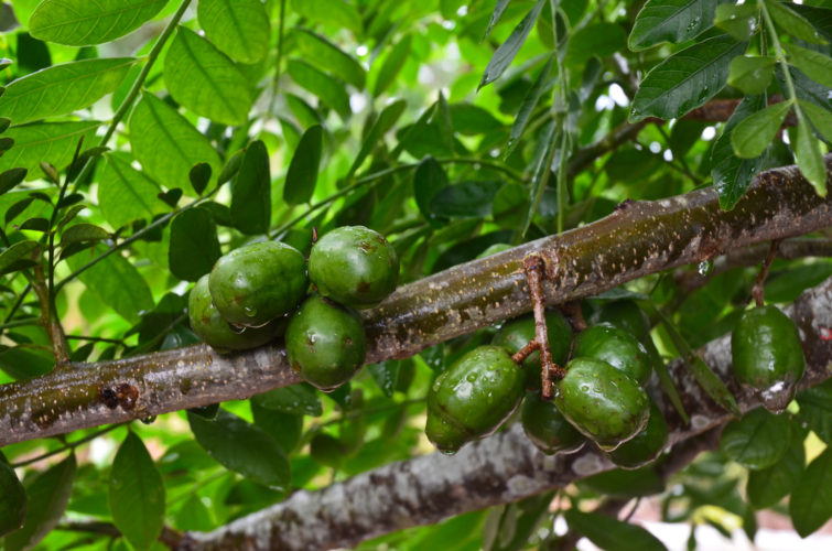 Tropical Plum fruit in the Galapagos