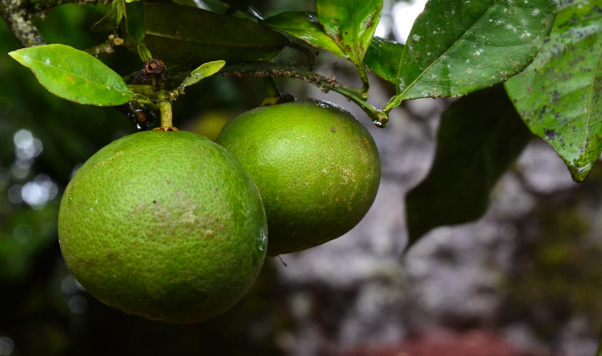 Oranges - not yet ripe!