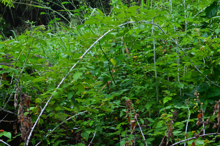 Invasive Mora bushes