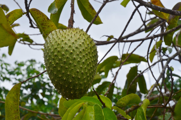 Guanabana / Soursop in the Galapagos