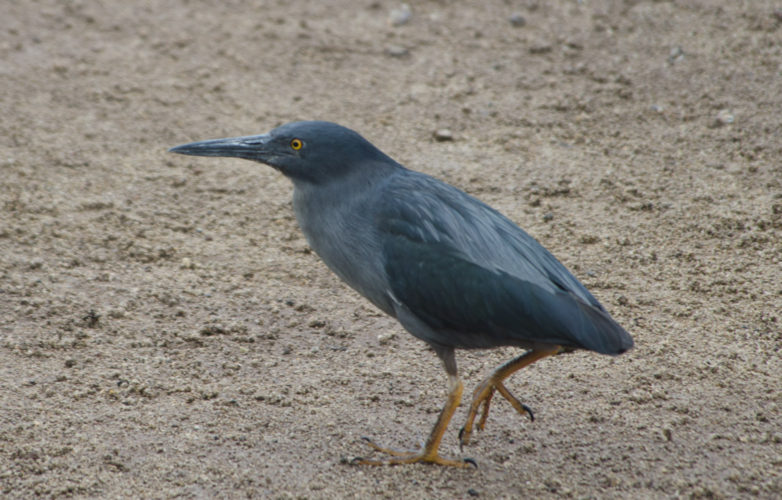 Lava Heron on the Beach