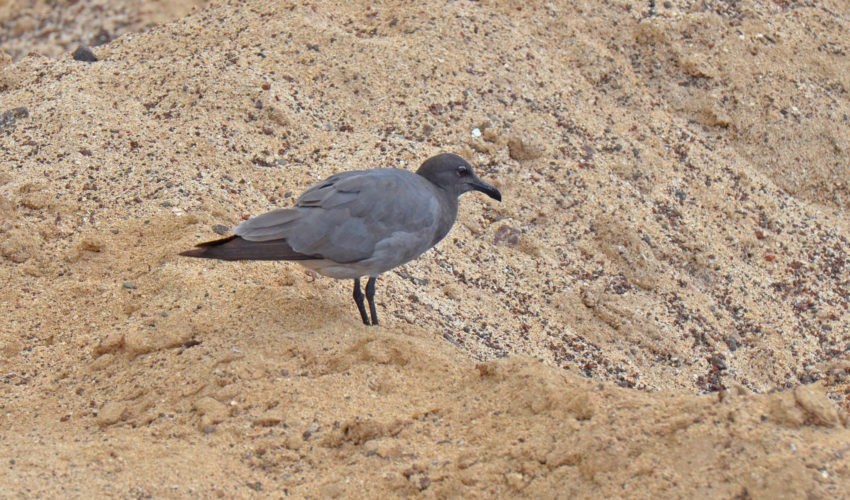 The Rare Lava Gull