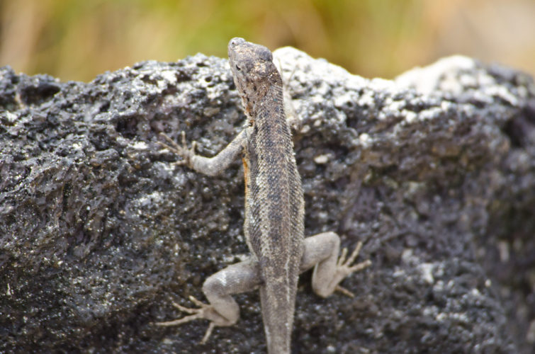 Lava Lizard, Isabela Island