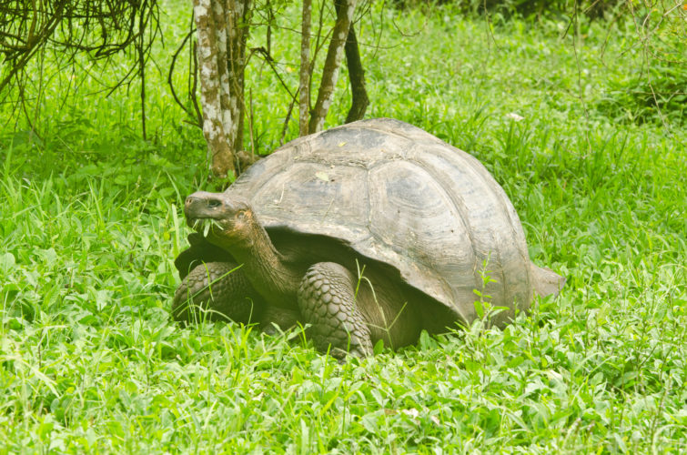 Hungry Hungry Tortoise