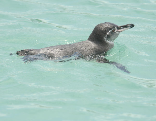 Galapagos Penguin