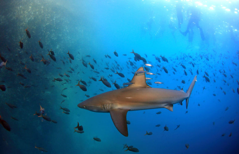 Friendly Galapagos Sharks