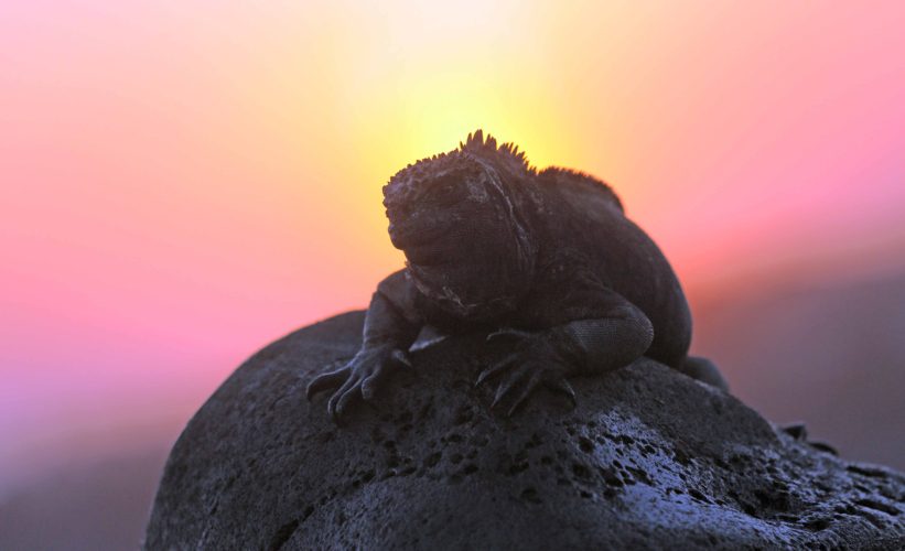 Marine Iguana at Sunset