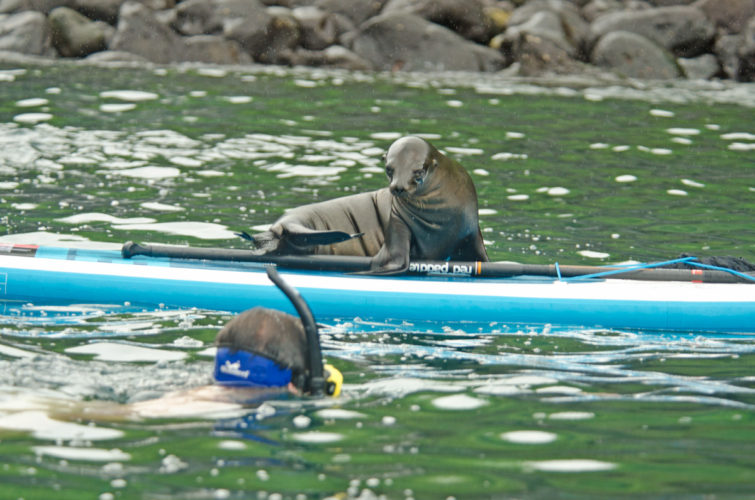 Sea Lion SUP