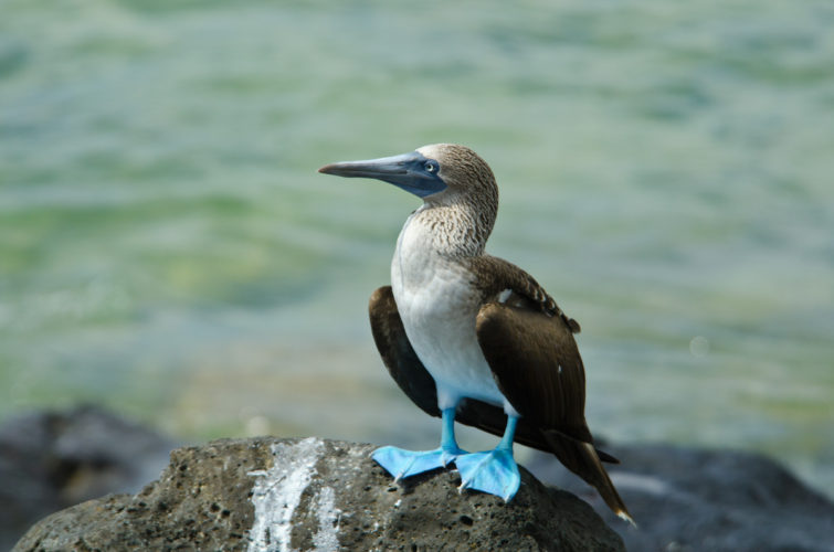 Blue-Footed Booby