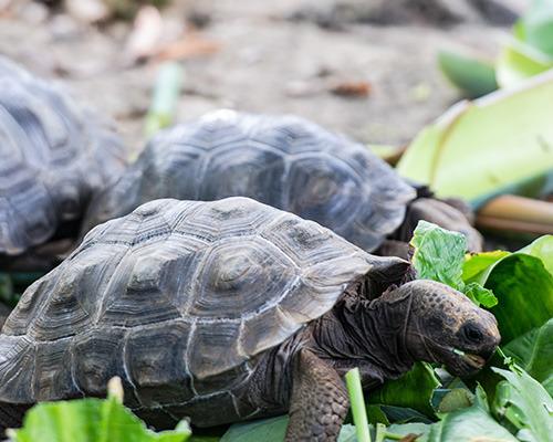 Galapagos land tortoise eating leaves
