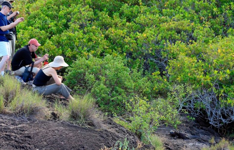 safe distance from marine iguana - sustainable travel