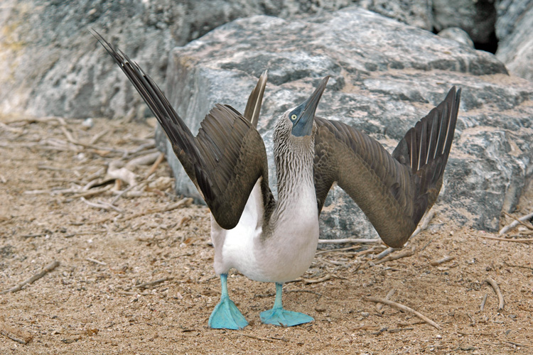 Blue-Footed Booby in the Galapagos Islands