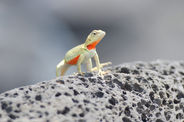 Lava Lizard in the Galapagos Islands