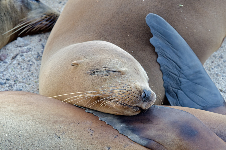 Sleeping Sea Lion in the Galapagos Islands