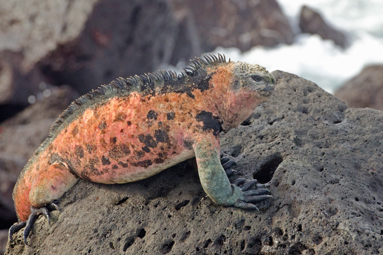 Colorful Marine Iguana in the Galapagos