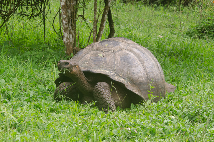 Giant Tortoise in the Galapagos Islands