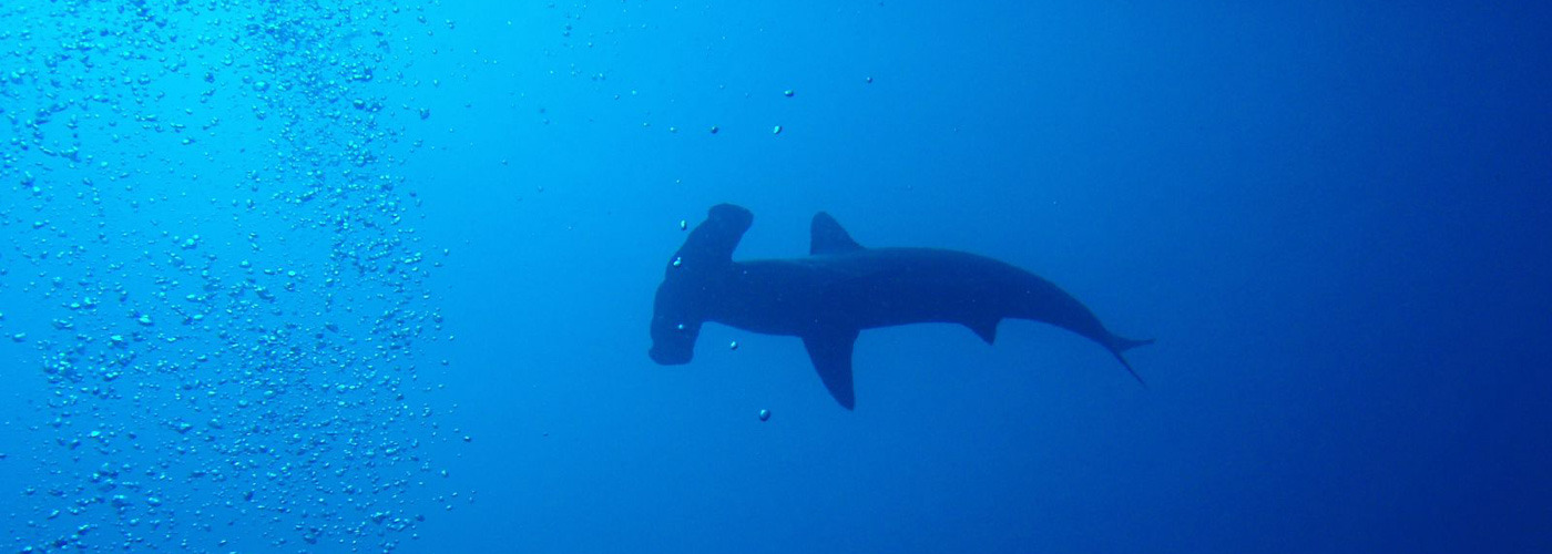 Scalloped Hammerhead in the Galapagos	