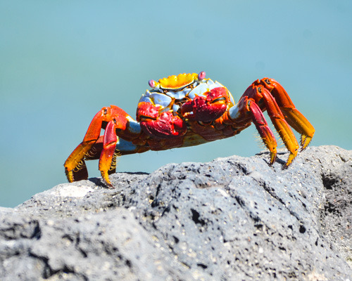 Lightfoot Crab Galapagos