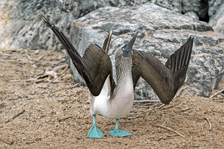 Blue Footed Booby