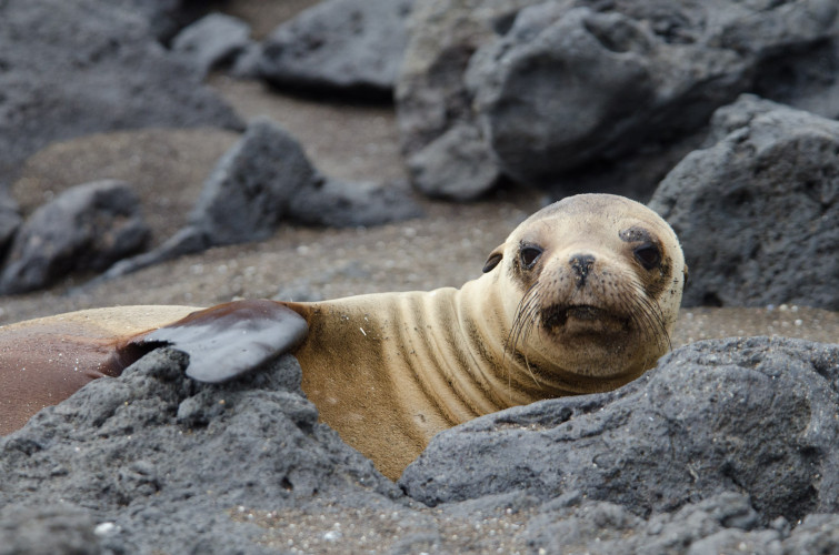 Dangerous Looking Sea Lion