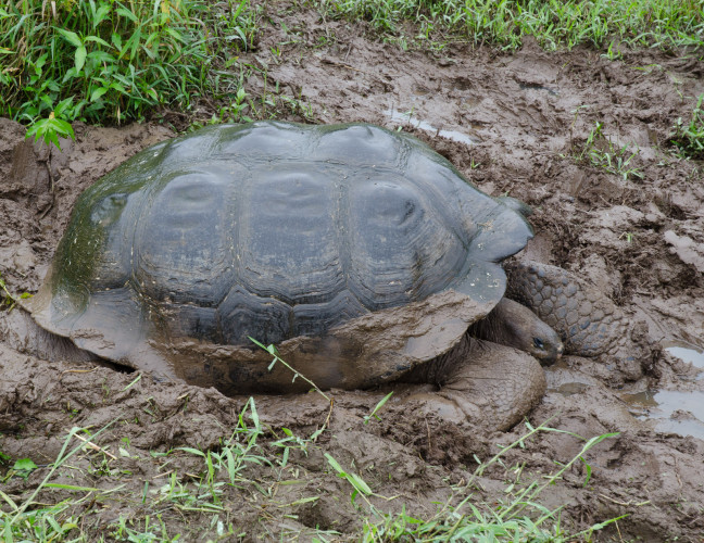 A Giant Tortoise from the Galapagos