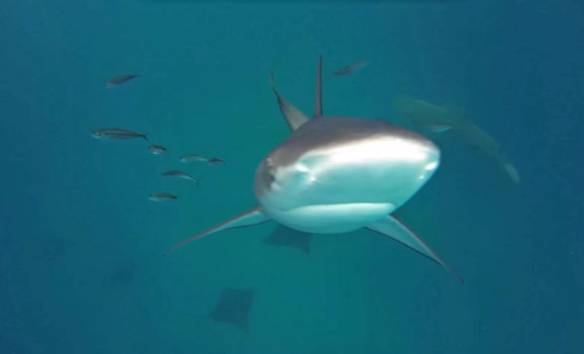 Galapagos Shark Kiss