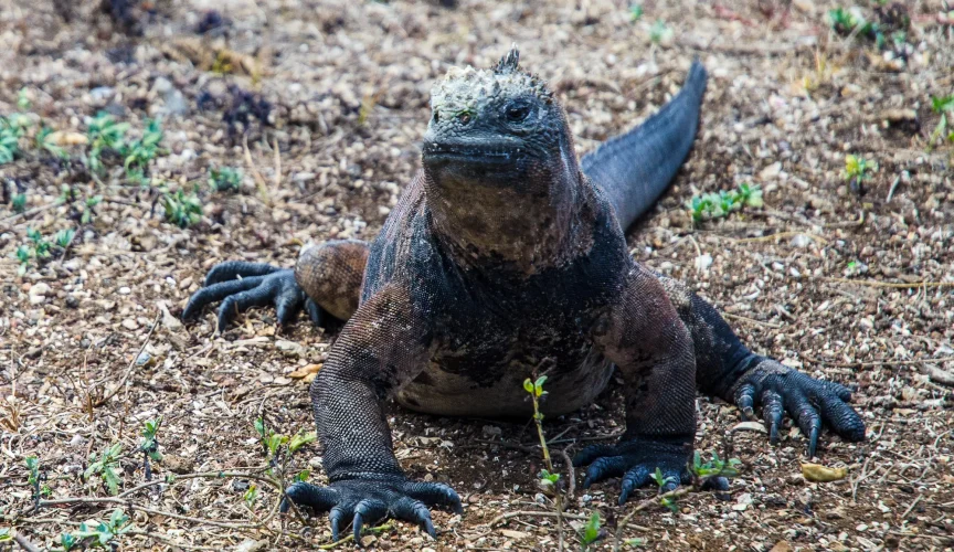 Marine Iguana on San Cristobal - Galapagos Sustainable Land Based Tour