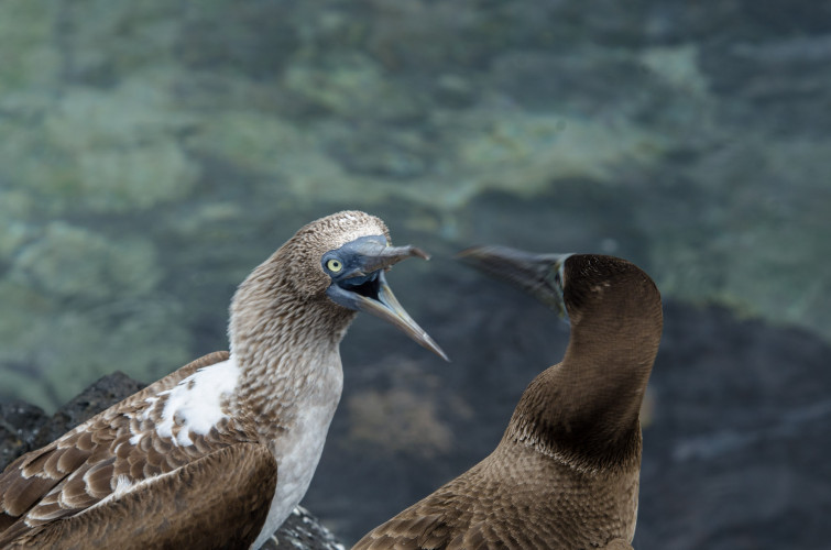 Blue-Footed Boobies