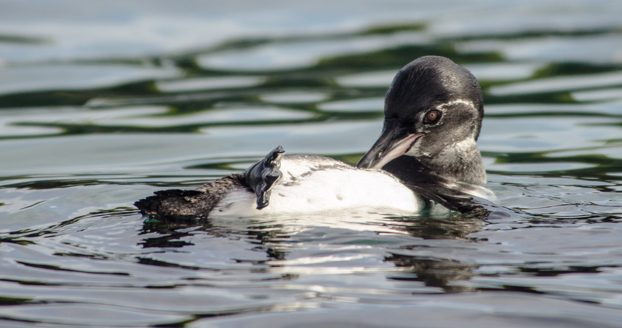 Galapagos Penguin Grooming