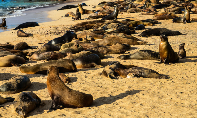 Sea Lions on San Cristobal Island