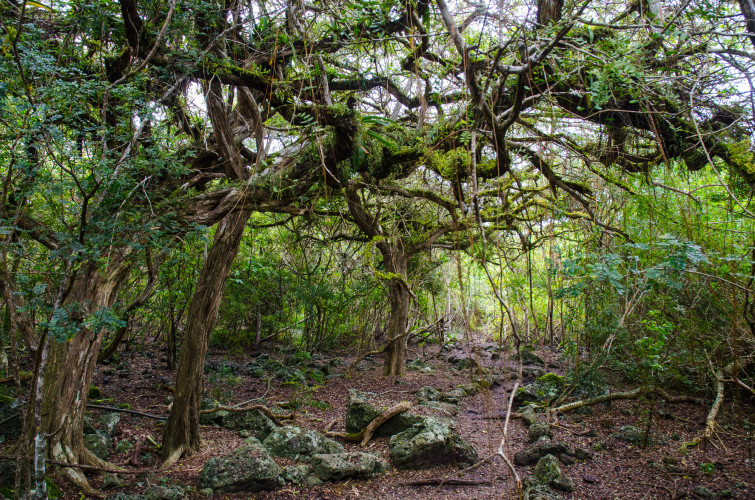 Floreana Island Highlands