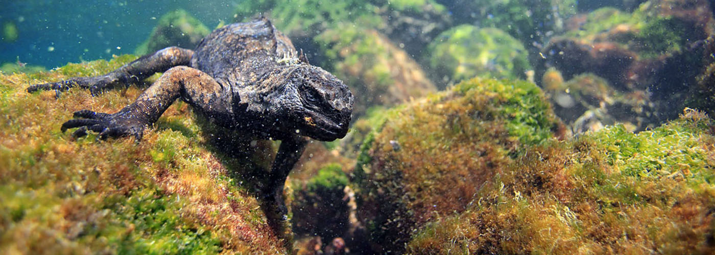 Marine Iguana eating Algae