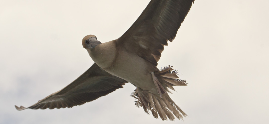 Punta Pitt Galapagos - Juvenile Red Footed Booby