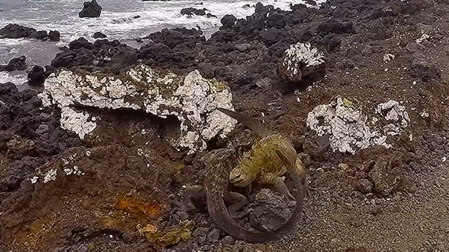 Marine Iguana Fight