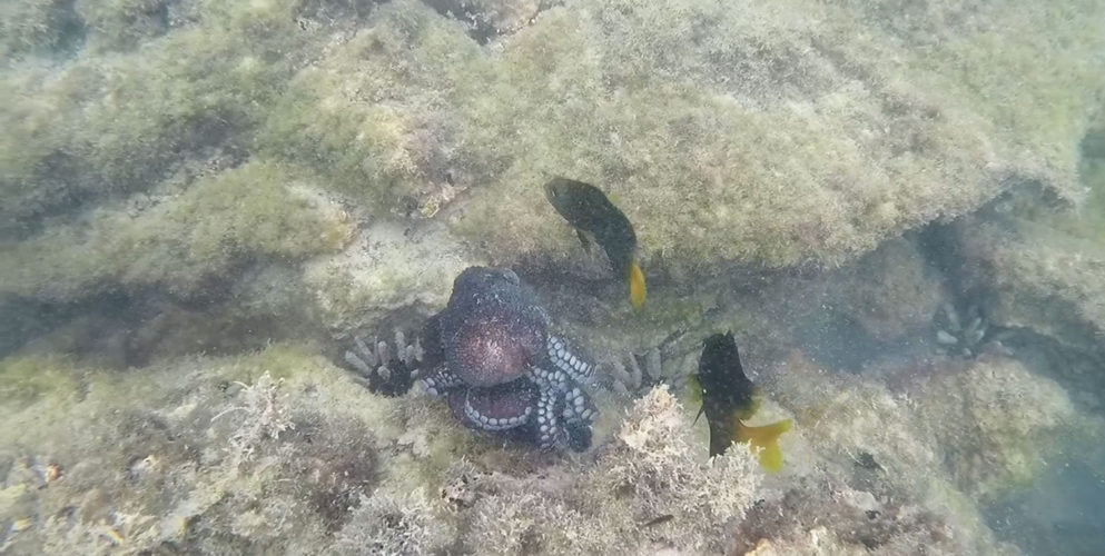 Galapagos Octopus Fight
