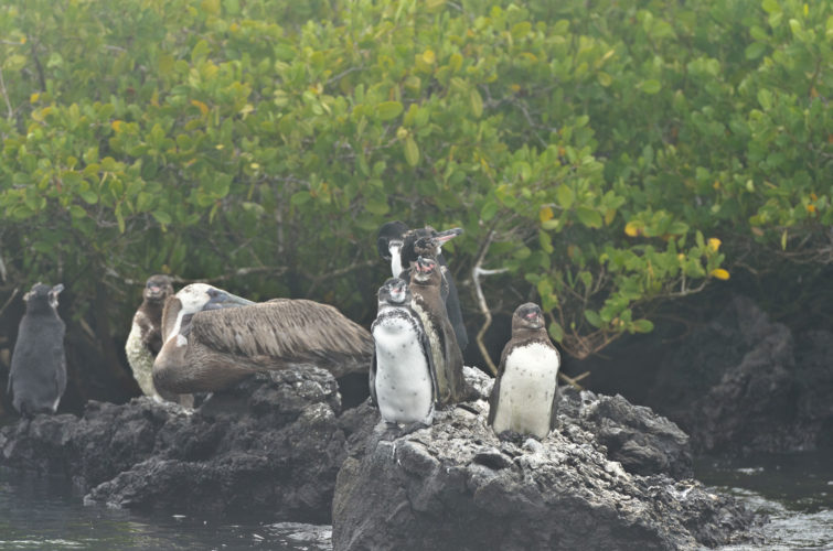 Galapagos Penguins near Las Tintoreras, Isabela Island