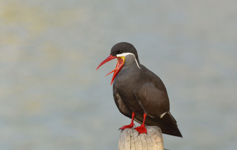 Inca Tern - Rare Galapagos Bird