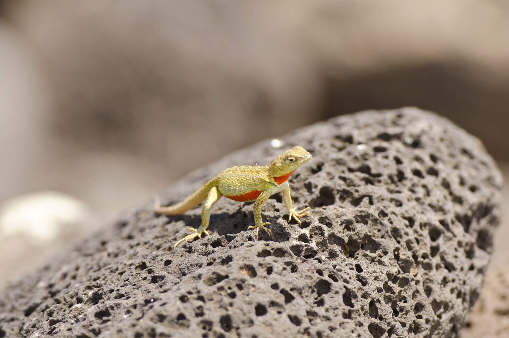 Lava, Lava, Lava 3 Unique Galapagos Lava Animals Galakiwi Blog