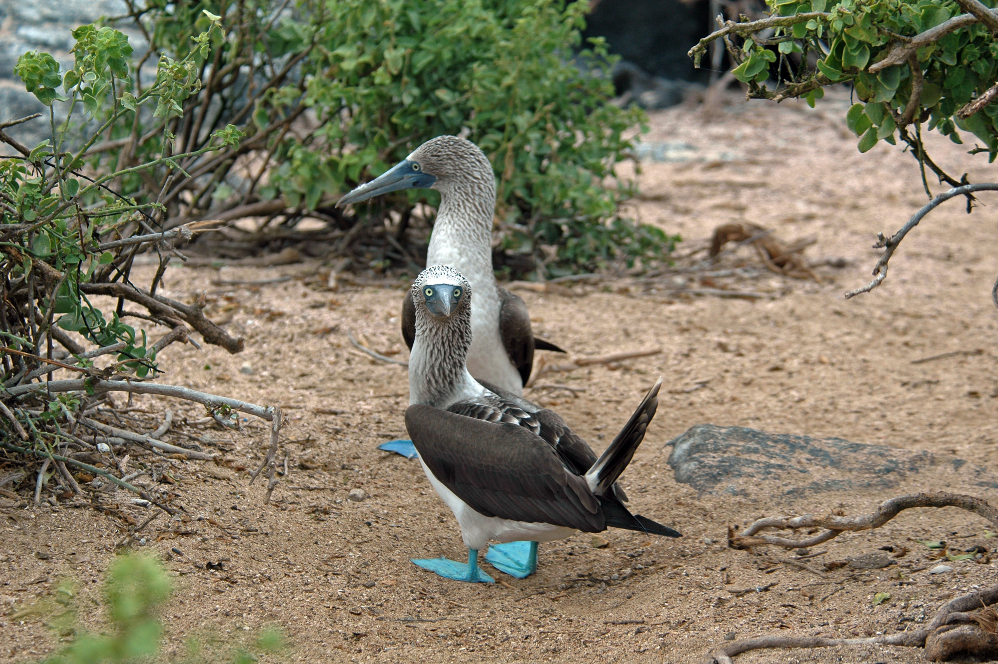 8 Amazing Things About The Blue-Footed Booby, Galapagos Animal Facts -  Galakiwi Blog