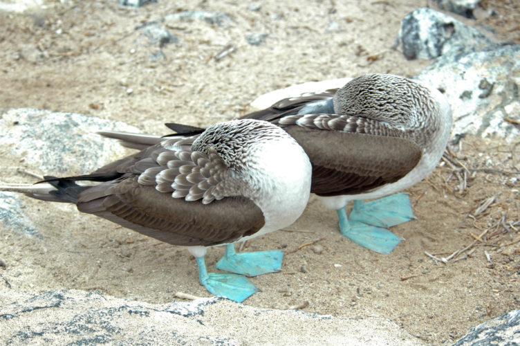 7 Cool Things About The Blue-Footed Booby | Galapagos Animal Facts -  Galakiwi Blog | Galakiwi Adventures