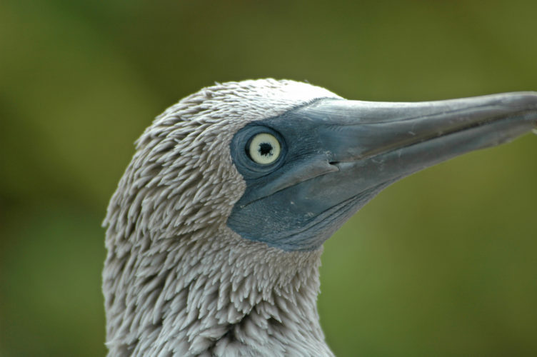 Top 7 Blue Footed Booby Facts - Rainforest Cruises