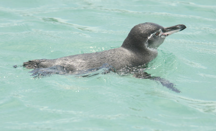 Galapagos Penguin