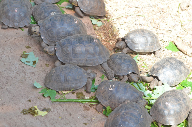 Baby Tortoises