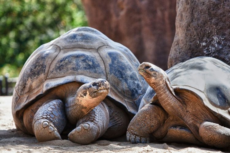 Galapagos land tortoise in love