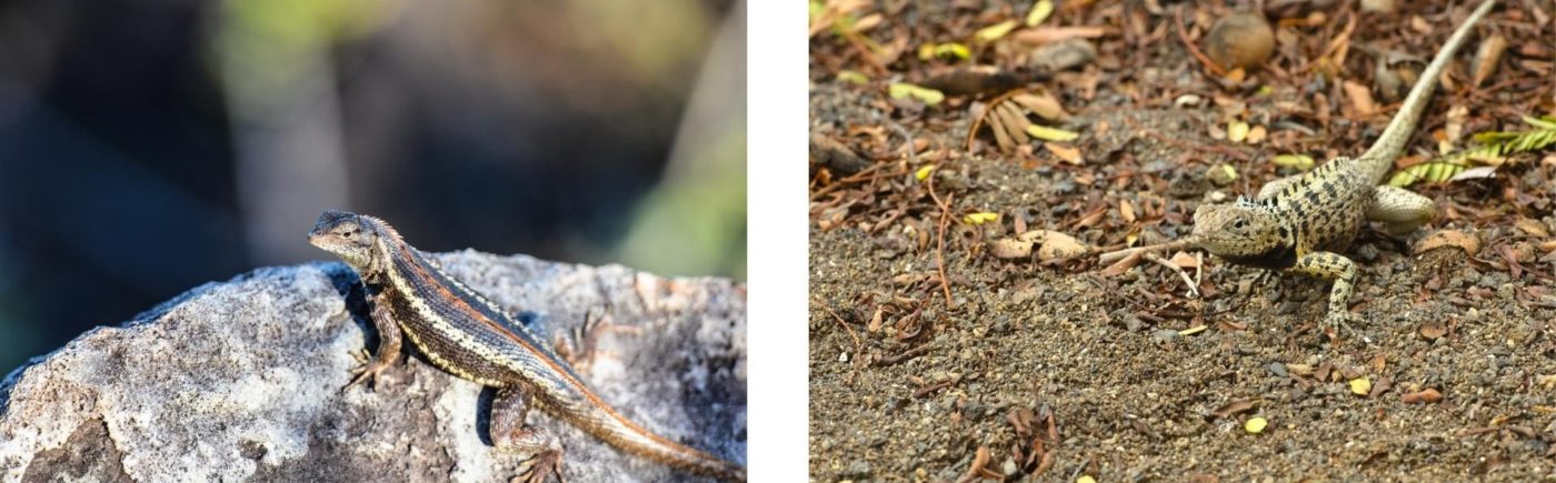 San Cristobal Lava Lizard vs Floreana Lava Lizard -  - Land-based tour wildlife encounter