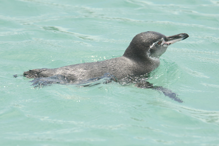 Galapagos Penguin at Tintoreras, Galapagos