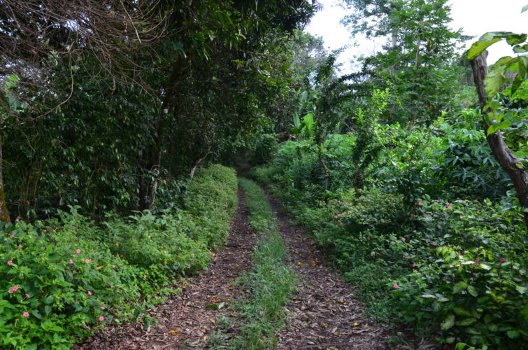 Galapagos Highlands