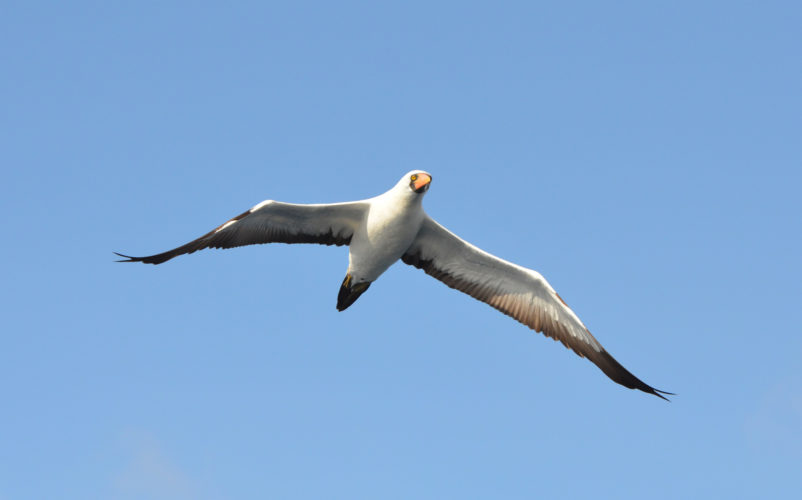 Nazca Booby off the coast of San Cristobal Island